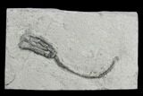 Crinoid (Graphiocrinus) Fossil - Crawfordsville, Indiana #130168-1
